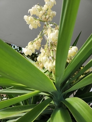 Yucca gigantea