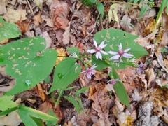 Symphyotrichum cordifolium