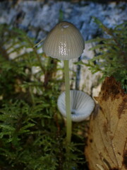 Mycena epipterygia