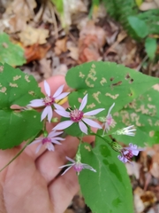 Symphyotrichum cordifolium