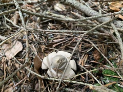 Geastrum