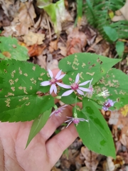 Symphyotrichum cordifolium