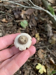 Geastrum