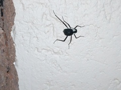 Stenocara gracilipes