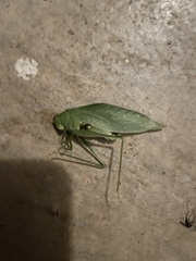 Microcentrum retinerve