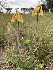Cyrtanthus obliquus