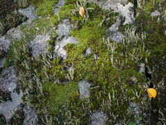 Racomitrium heterostichum