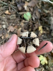 Geastrum