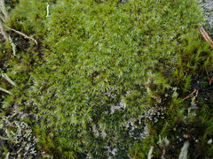 Racomitrium heterostichum