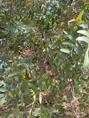 Pistacia atlantica