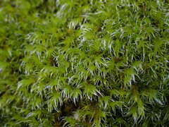 Racomitrium heterostichum