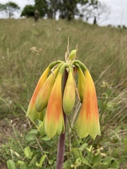 Cyrtanthus obliquus