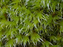 Racomitrium heterostichum