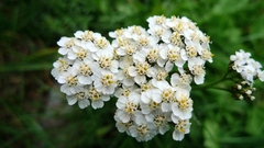 Achillea millefolium