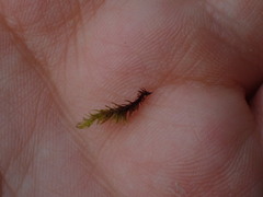 Racomitrium heterostichum