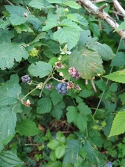 Rubus caesius