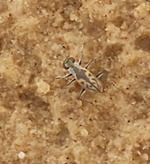 Cicindelinae