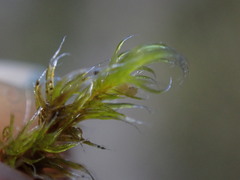 Racomitrium heterostichum