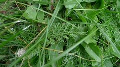 Achillea millefolium