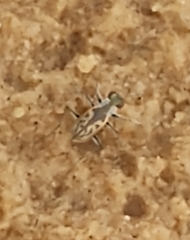 Cicindelinae