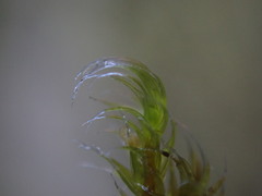 Racomitrium heterostichum