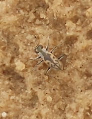 Cicindelinae