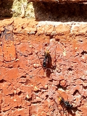 Camponotus aeneopilosus