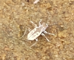 Cicindelinae