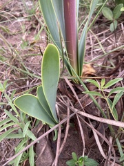 Cyrtanthus obliquus