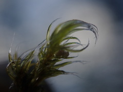 Racomitrium heterostichum