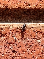 Camponotus aeneopilosus