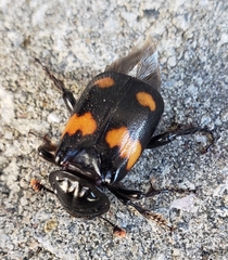 Nicrophorus orbicollis