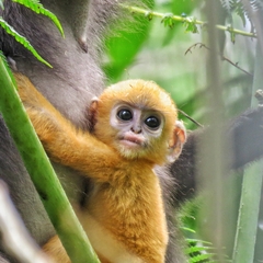 Trachypithecus obscurus