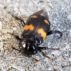 Nicrophorus orbicollis