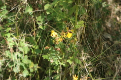 Hypericum maculatum