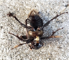 Nicrophorus orbicollis