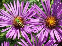 Agapostemon splendens