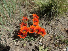 Gazania rigida