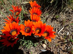 Gazania rigida