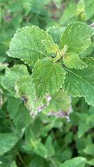 Teleonemia scrupulosa