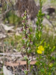 Prasophyllum nitidum