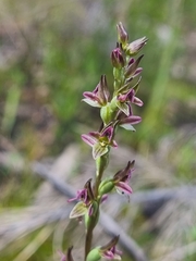 Prasophyllum nitidum