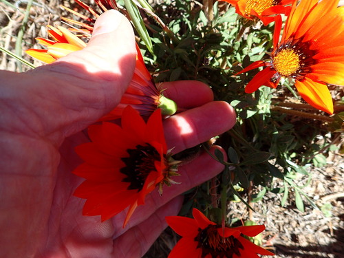 Image of Gazania rigida by no rights reserved