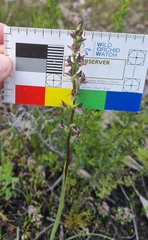 Prasophyllum nitidum