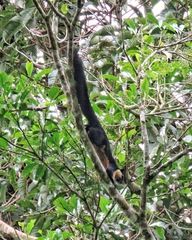 Ratufa bicolor