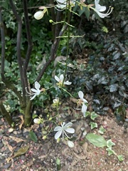 Clerodendrum laevifolium