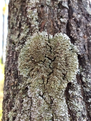 Physconia enteroxantha