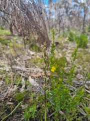 Prasophyllum nitidum
