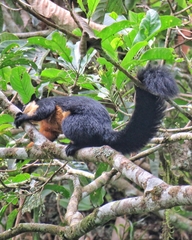Ratufa bicolor