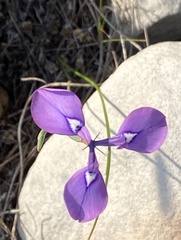 Moraea tripetala